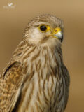 Eurasian Kestrel thumbnail