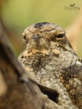Jungle Nightjar thumbnail