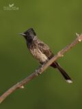 Red-vented Bulbul thumbnail