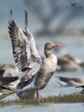 Graylag Goose thumbnail