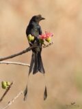Greater Racket-tailed Drongo thumbnail