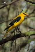 Indian Golden Oriole thumbnail