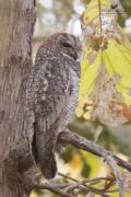 Mottled Wood-Owl thumbnail