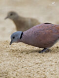 Red-collared Dove thumbnail