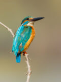 Common Kingfisher thumbnail
