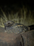 Savanna Nightjar thumbnail