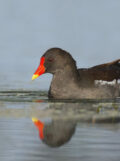 Eurasian Moorhen thumbnail