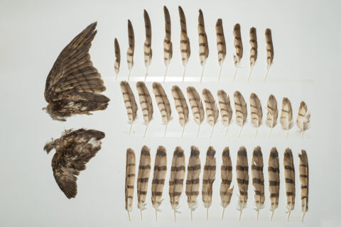 Eurasian Sparrowhawk Archives Feather Library