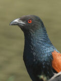 Greater Coucal thumbnail