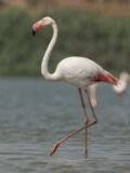 Greater Flamingo thumbnail