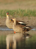Indian Spot-billed Duck thumbnail