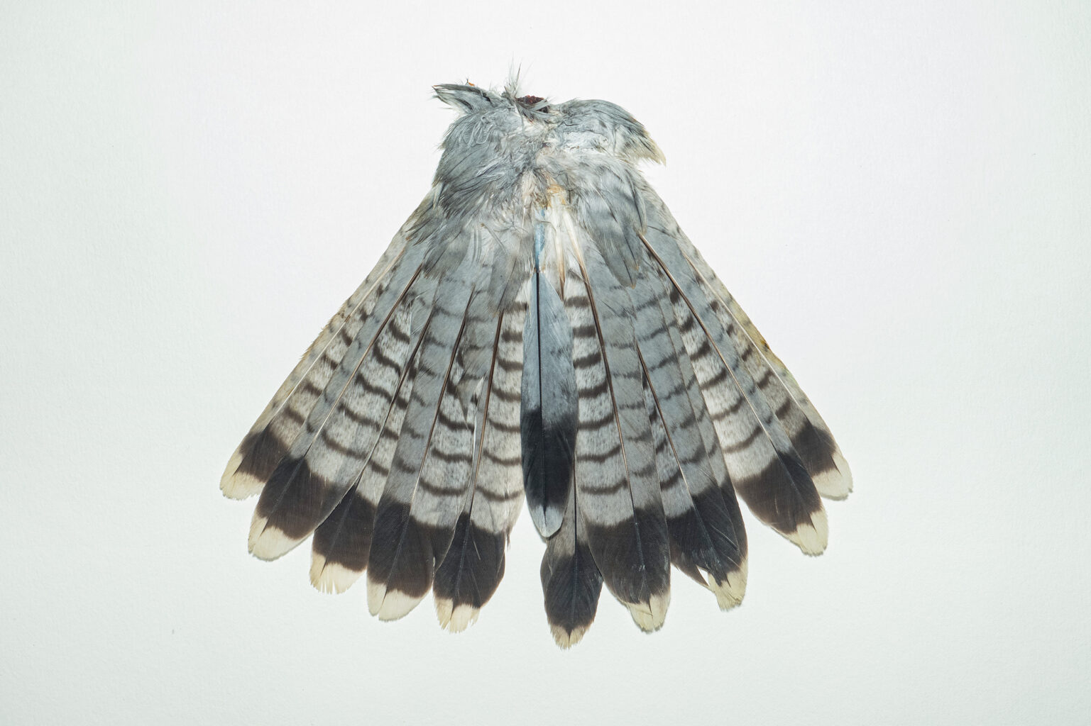 Tail - Dorsal View