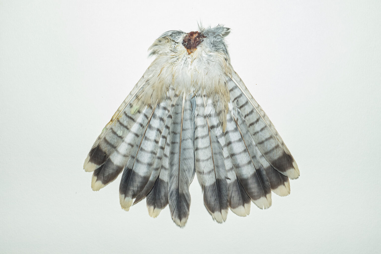 Tail - Ventral View