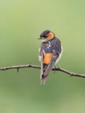 Eastern Red-rumped Swallow thumbnail