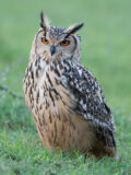 Rock Eagle-Owl (Indian Eagle-Owl) thumbnail