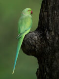 Rose-ringed Parakeet thumbnail