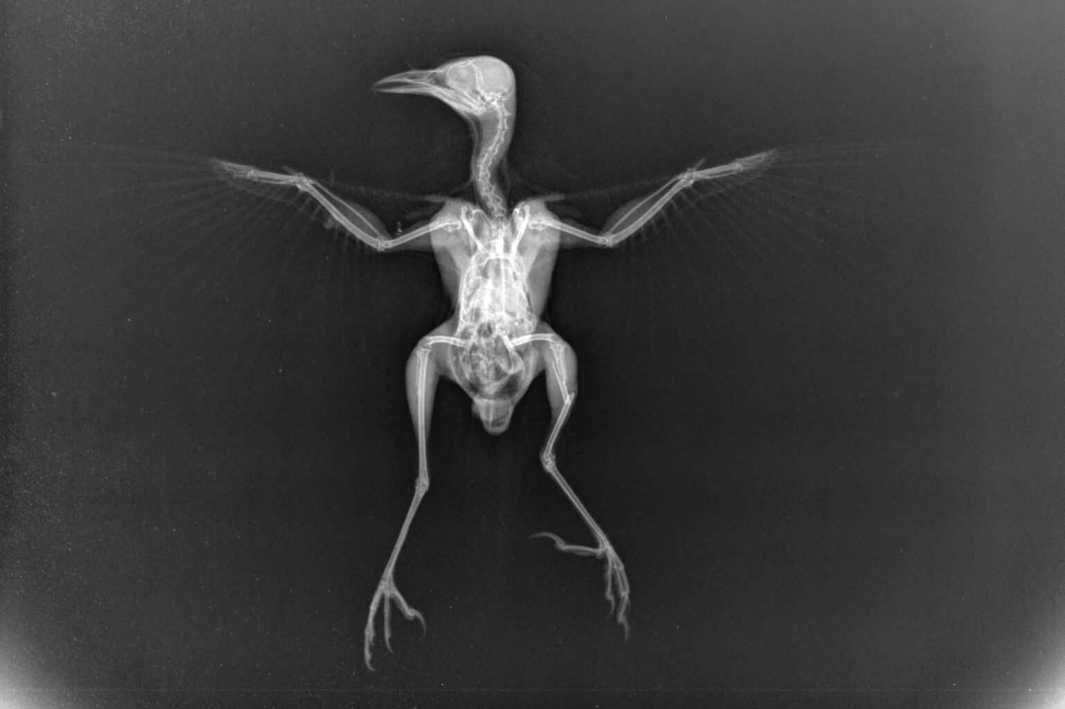 Open Wing X-Ray