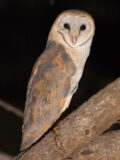Barn Owl thumbnail