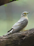 Common Hawk-Cuckoo thumbnail