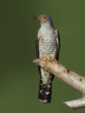 Common Cuckoo thumbnail