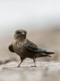 Dusky Crag-Martin thumbnail