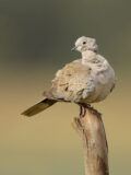 Eurasian Collared-Dove thumbnail