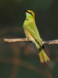 Asian Green Bee-eater thumbnail