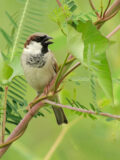 House Sparrow thumbnail