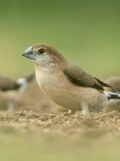 Indian Silverbill thumbnail