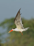 Indian Skimmer thumbnail