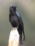 Large-billed Crow thumbnail