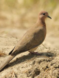 Laughing Dove thumbnail