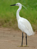 Little Egret thumbnail