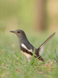 Oriental Magpie-Robin thumbnail