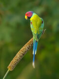 Plum-headed Parakeet thumbnail