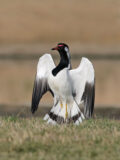 Red-wattled Lapwing thumbnail