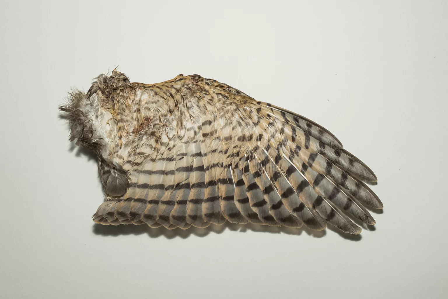 Full Wing - Ventral View