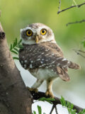 Spotted Owlet thumbnail