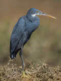 Western Reef-Heron thumbnail
