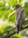 White-eyed Buzzard thumbnail