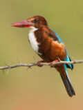 White-throated Kingfisher thumbnail