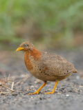 Yellow-legged Buttonquail thumbnail