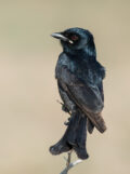 Black Drongo thumbnail