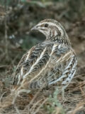 Common Quail thumbnail