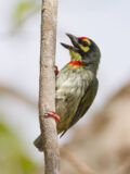 Coppersmith Barbet thumbnail