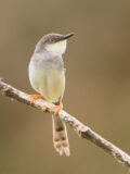 Gray-breasted Prinia thumbnail