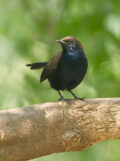 Indian Robin thumbnail