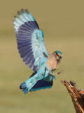 Indian Roller thumbnail