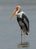 Painted Stork thumbnail