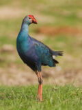 Gray-headed Swamphen thumbnail